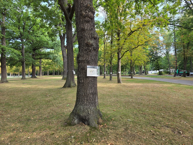 2025-08-21_malathon-chemnitz_04_baeume_20250821_094516 (Kirsten Kötter)